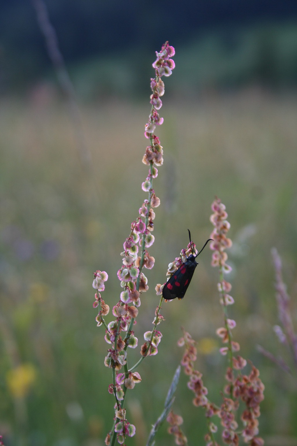 Zygaena lonicera?